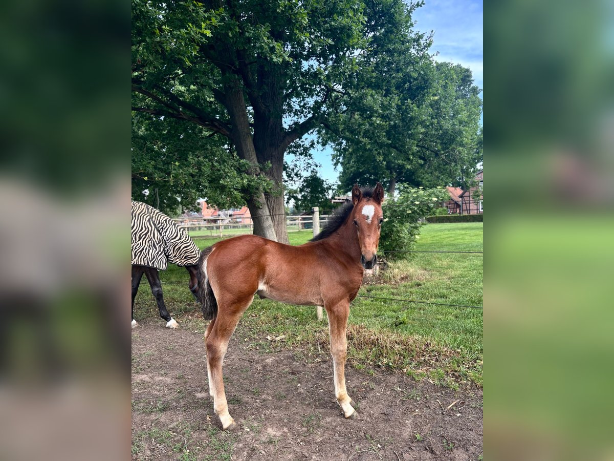 Oldenburger Springpaard Hengst  Bruin in Gilten