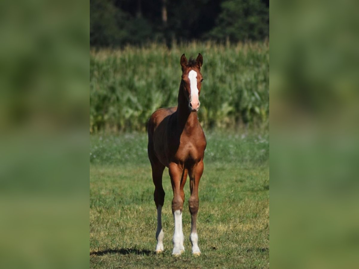 Oldenburger Springpaard Hengst Veulen (04/2025) Bruin in Kirchdorf