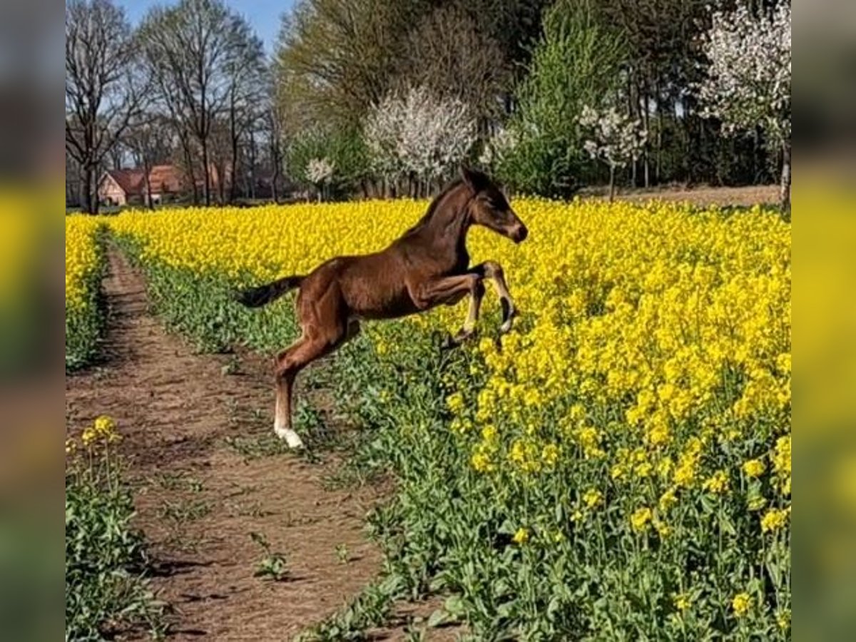 Oldenburger Springpaard Hengst  Bruin in L&#xE4;hden