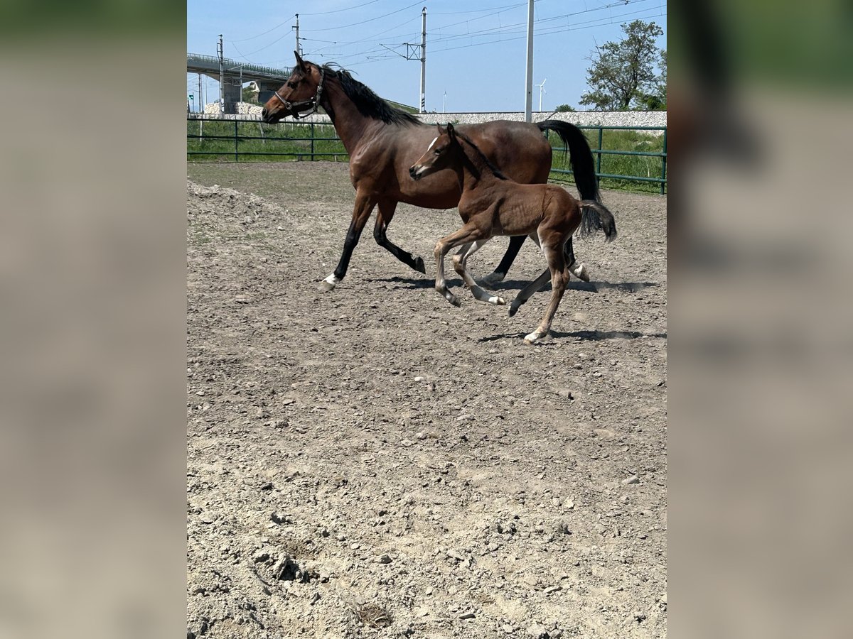 Oldenburger Springpaard Hengst  Bruin in Leopoldsdorf