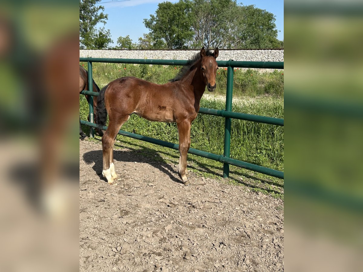 Oldenburger Springpaard Hengst  Bruin in Leopoldsdorf