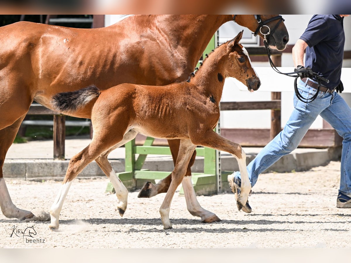 Oldenburger Springpaard Hengst veulen (05/2024) Bruin in Löningen