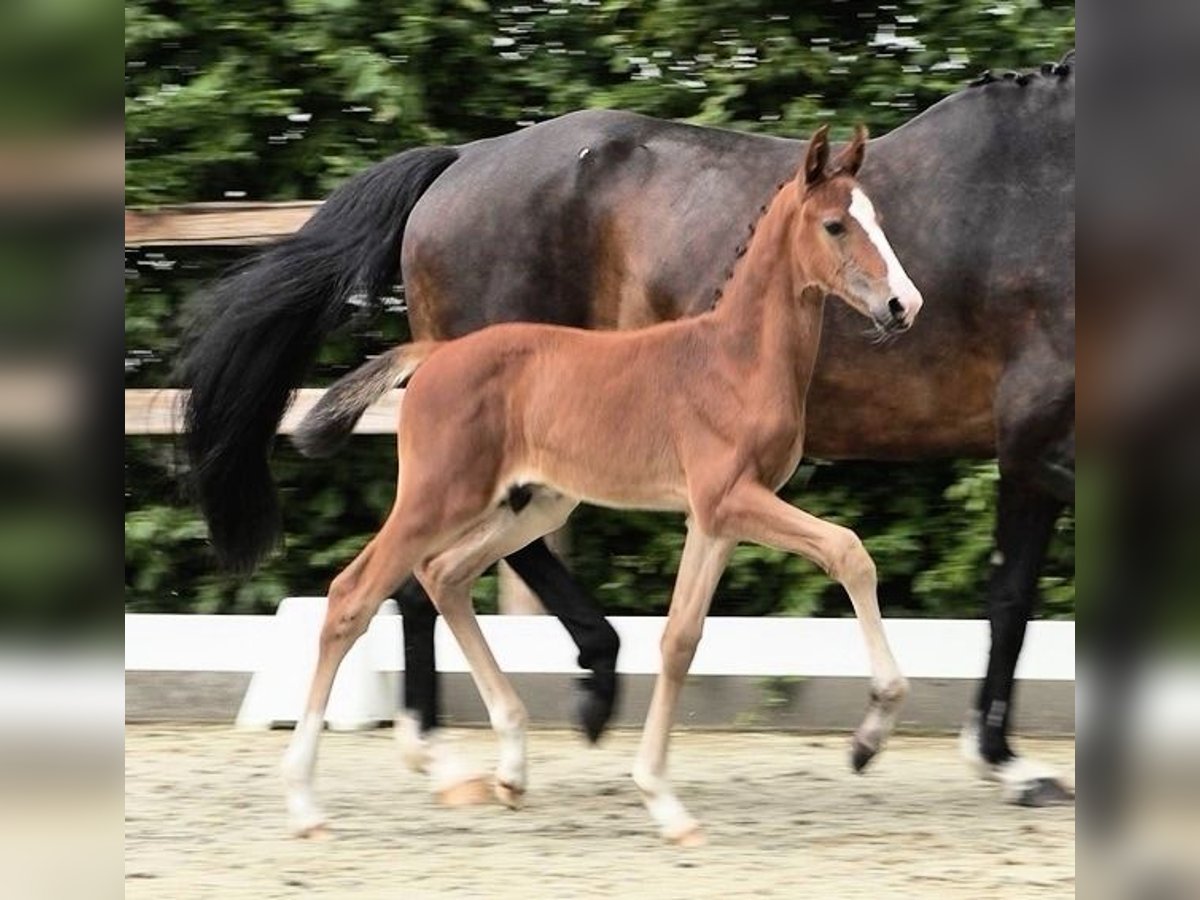 Oldenburger Springpaard Hengst  Bruin in Lohne (Oldenburg)Lohne