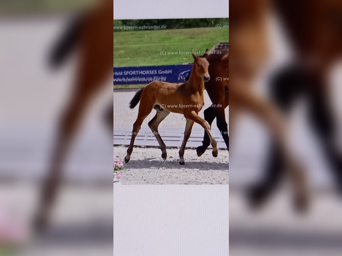 Oldenburger Springpaard Hengst Veulen (04/2025) Bruin in Neubarnim