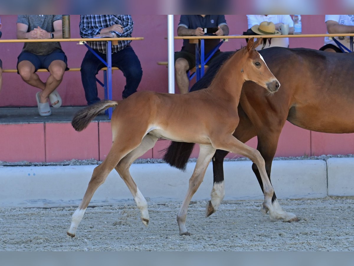 Oldenburger Springpaard Hengst  Bruin in Pfalzgrafenweiler