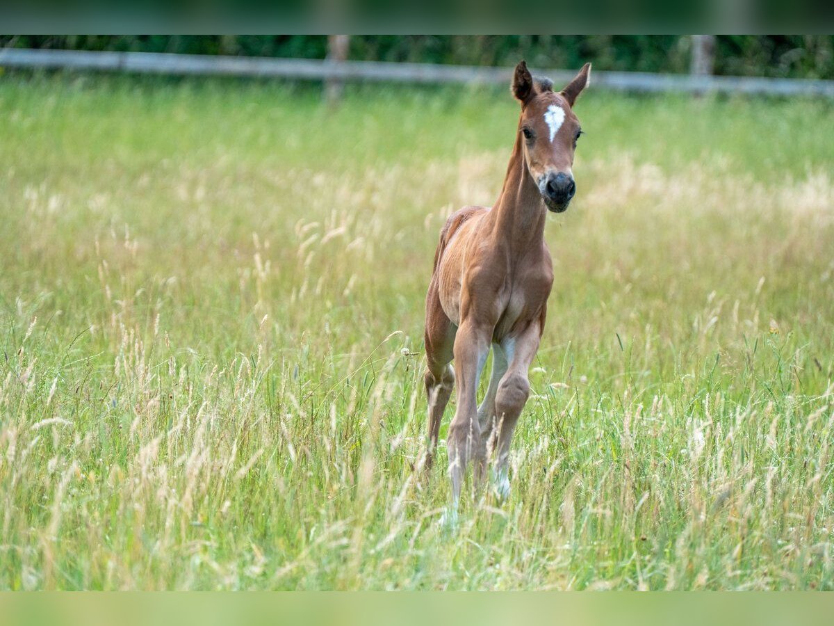Oldenburger Springpaard Hengst Veulen (06/2025) Bruin in Versmold