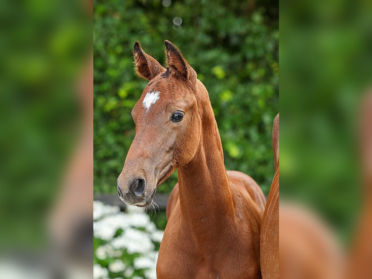 Oldenburger Springpaard Hengst Veulen (05/2025) Bruin in Zuidlaren