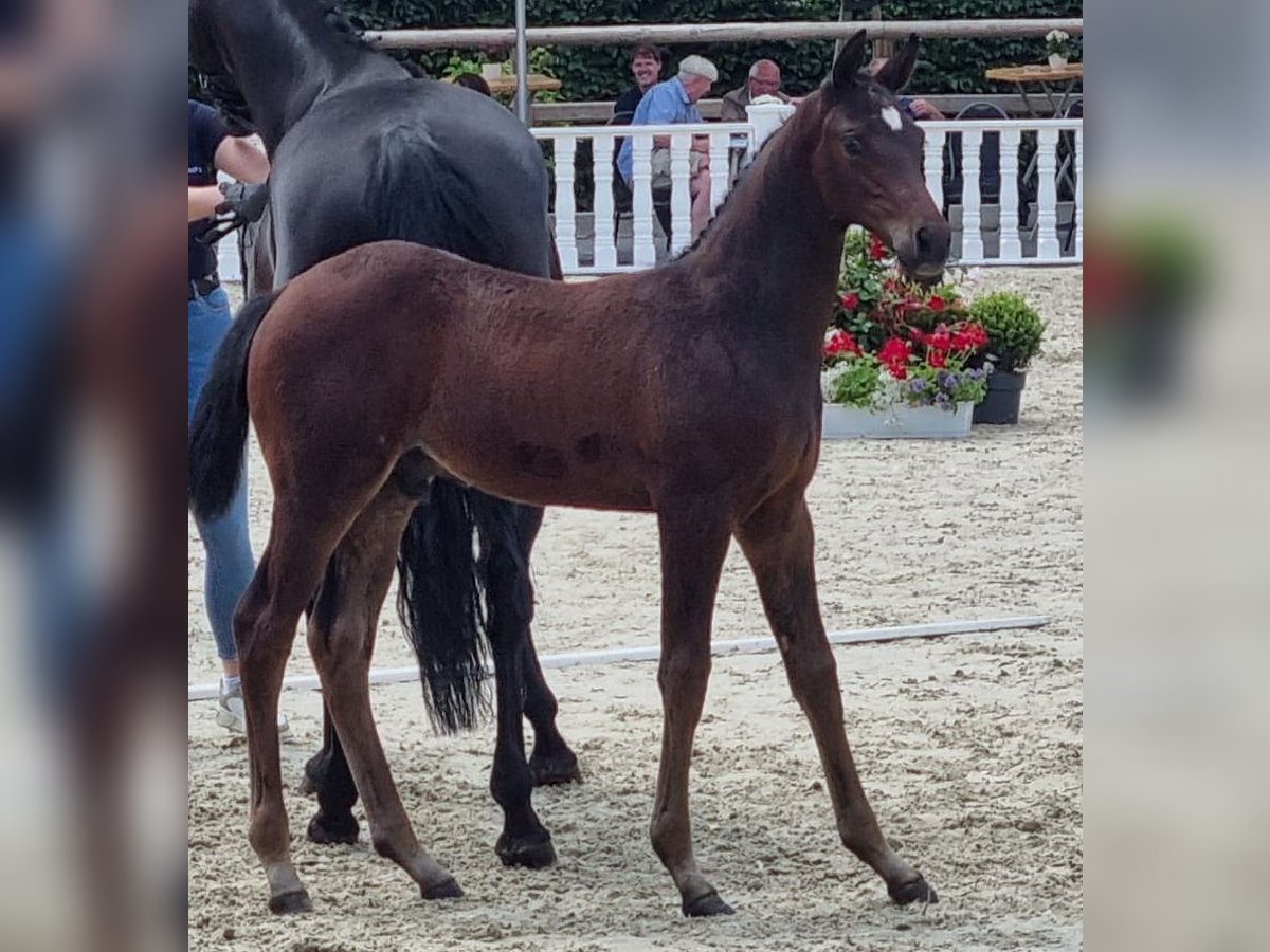 Oldenburger Springpaard Hengst veulen (04/2024) Donkerbruin in Bösel