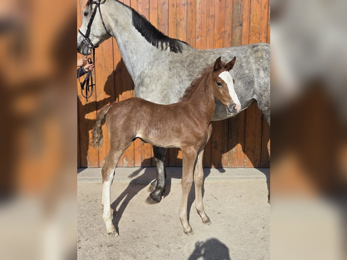 Oldenburger Springpaard Hengst  kan schimmel zijn in Salzhemmendorf
