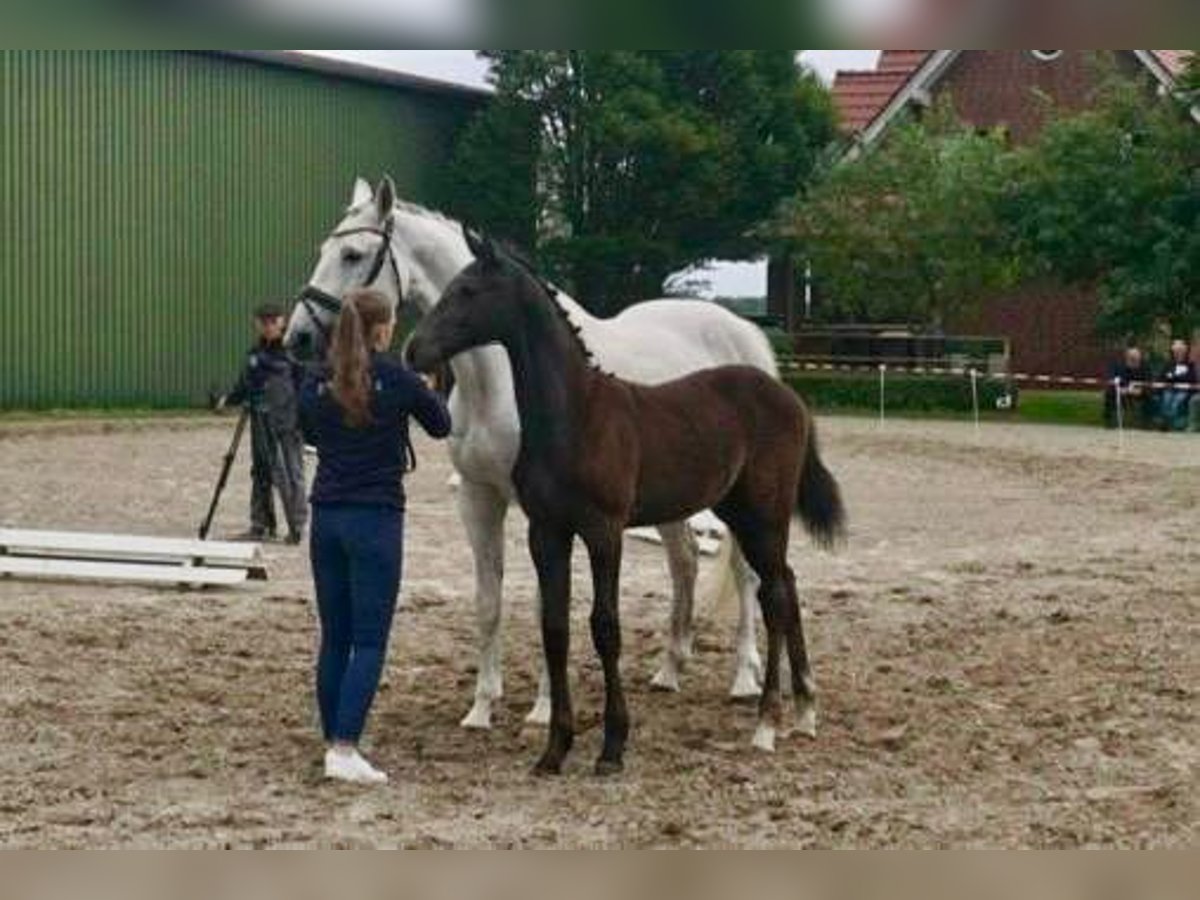 Oldenburger Springpaard Hengst Veulen (02/2025) kan schimmel zijn in Wittmund