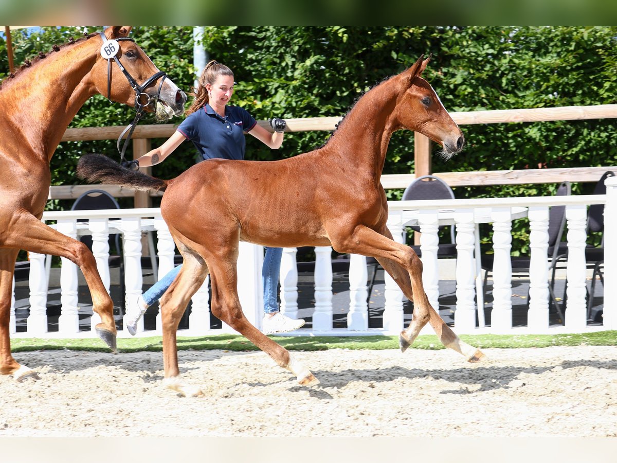 Oldenburger Springpaard Hengst veulen (05/2024) in Löningen