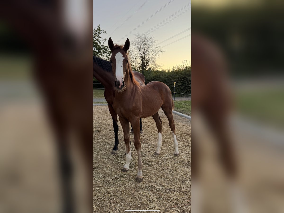 Oldenburger Springpaard Hengst Veulen (04/2025) in Ehringshausen