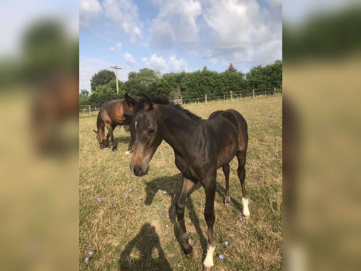 Oldenburger Springpaard Hengst veulen (04/2024) Zwartbruin in Glaubitz