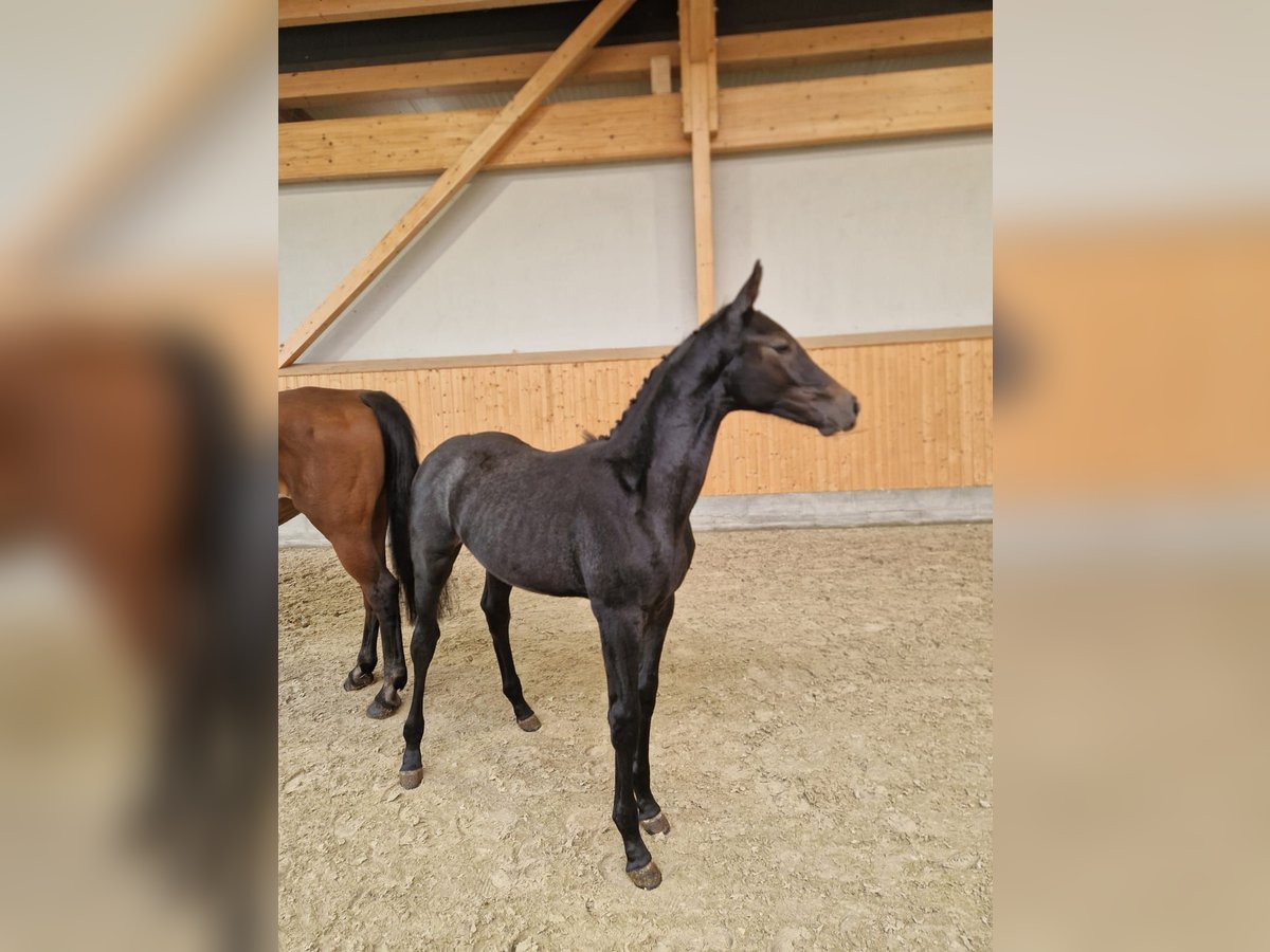 Oldenburger Springpaard Hengst Veulen (01/2025) Zwartschimmel in Dahlenburg