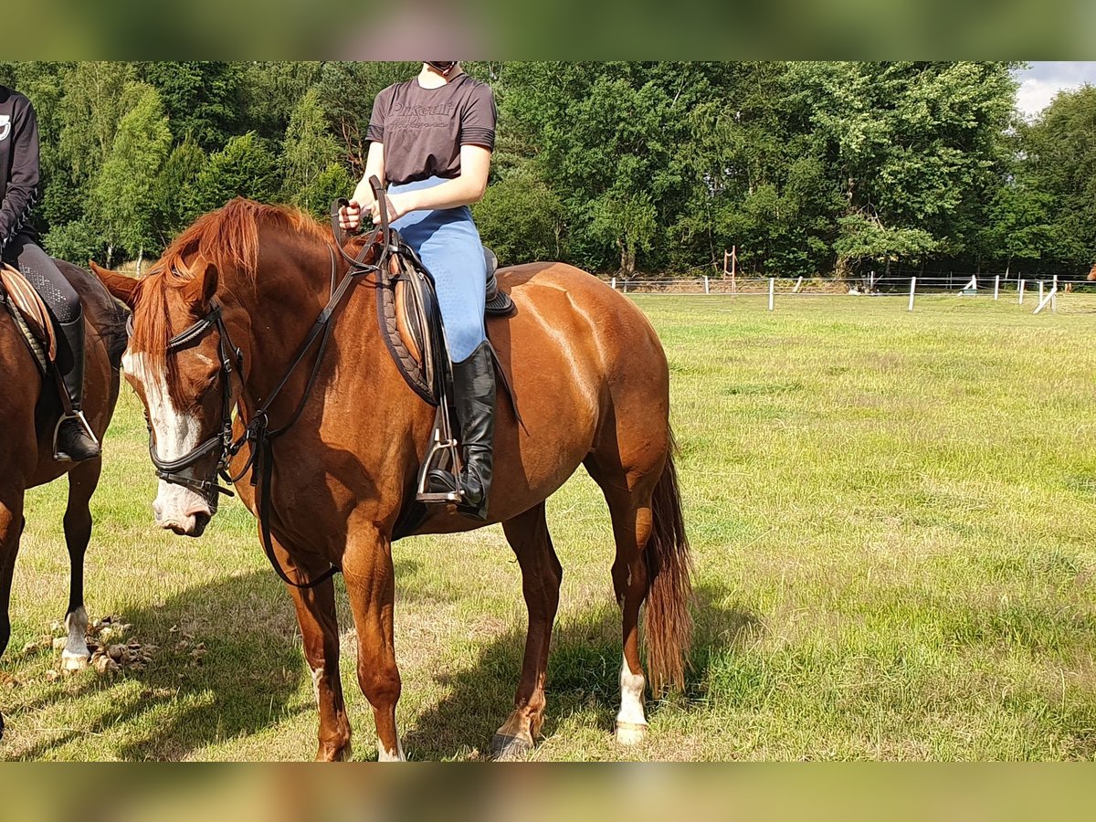 Oldenburger Springpaard Merrie 10 Jaar 160 cm Vos in Emstek