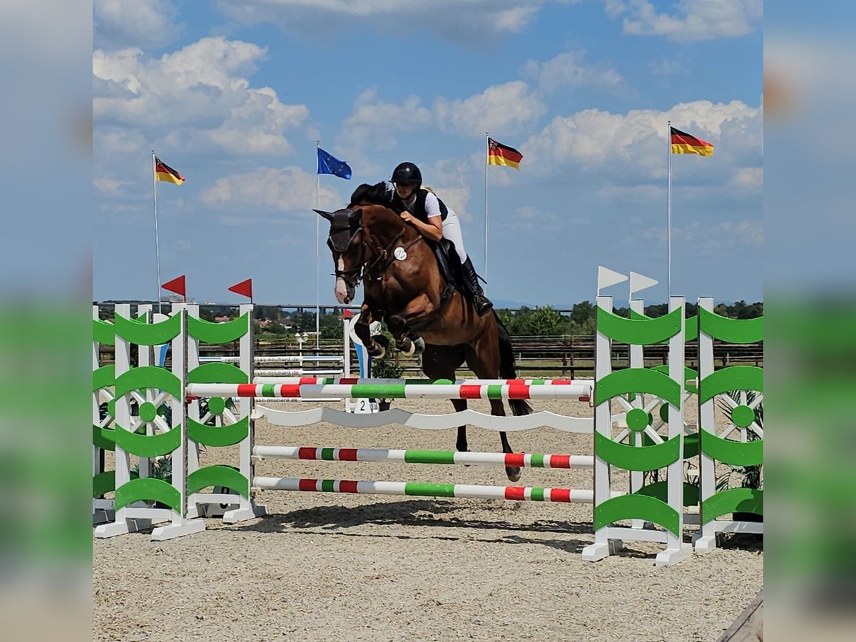 Oldenburger Springpaard Merrie 10 Jaar 170 cm Bruin in Neupotz