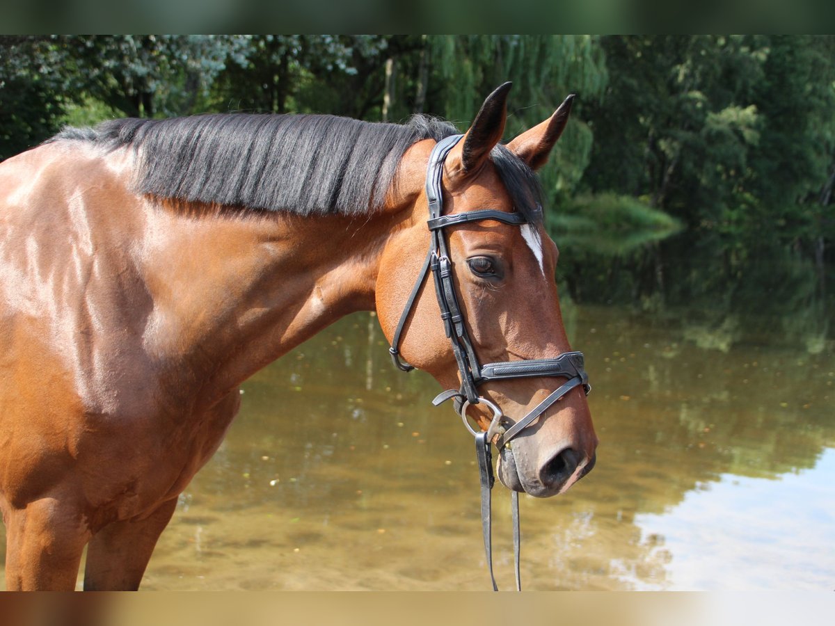 Oldenburger Springpaard Merrie 10 Jaar Bruin in Heldrungen