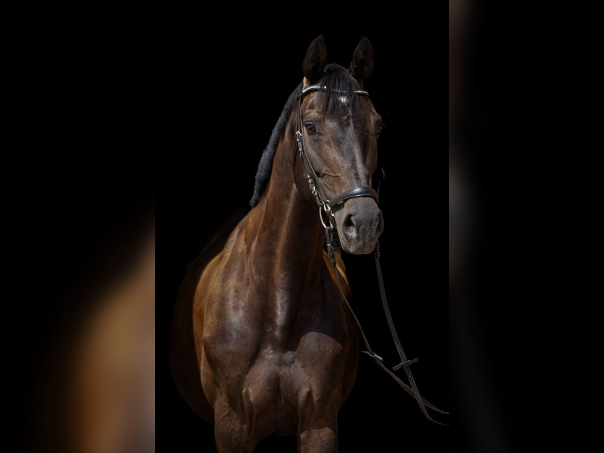Oldenburger Springpaard Merrie 10 Jaar Zwartbruin in Salbitz