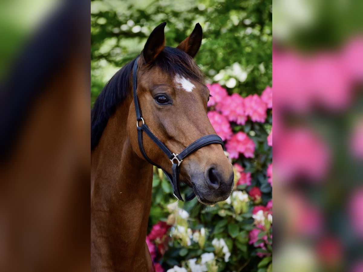 Oldenburger Springpaard Merrie 12 Jaar 163 cm Bruin in Ibbenbüren