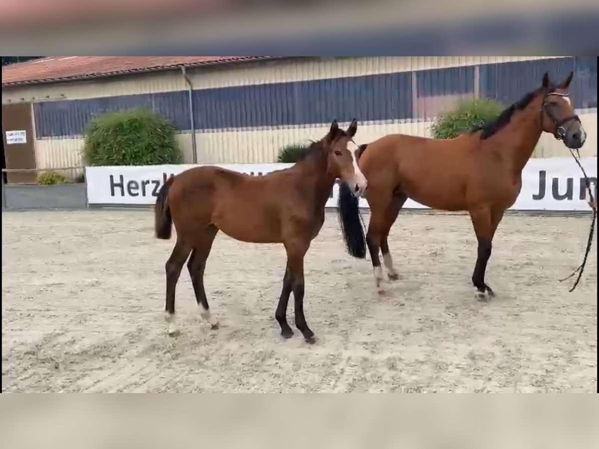 Oldenburger Springpaard Merrie 12 Jaar 167 cm Bruin in Seetz