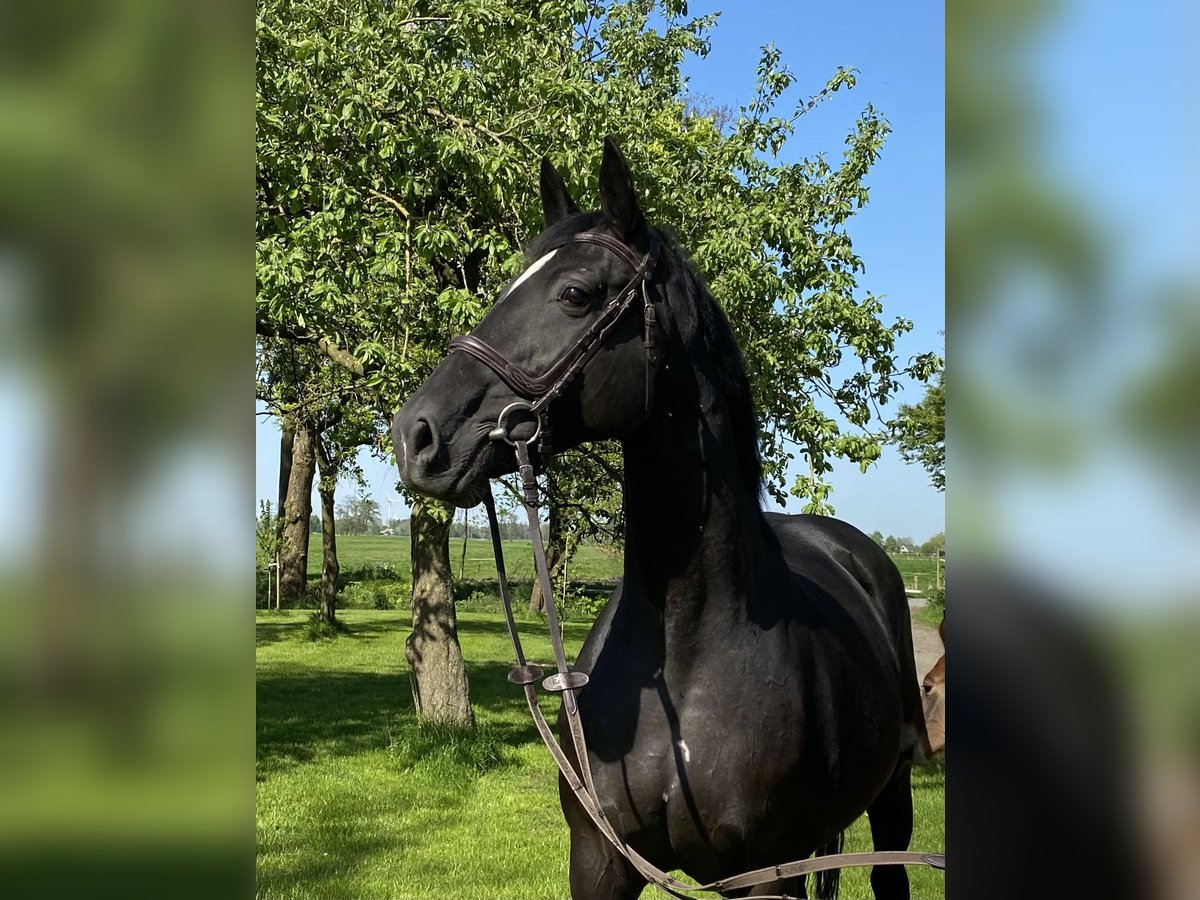 Oldenburger Springpaard Merrie 12 Jaar 168 cm Zwart in Kollmar