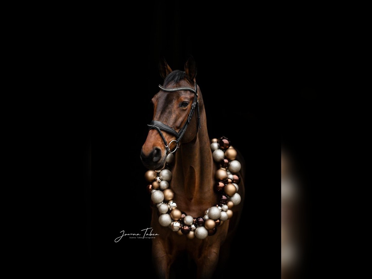 Oldenburger Springpaard Merrie 12 Jaar 170 cm Bruin in Diekhusen-Fahrstedt