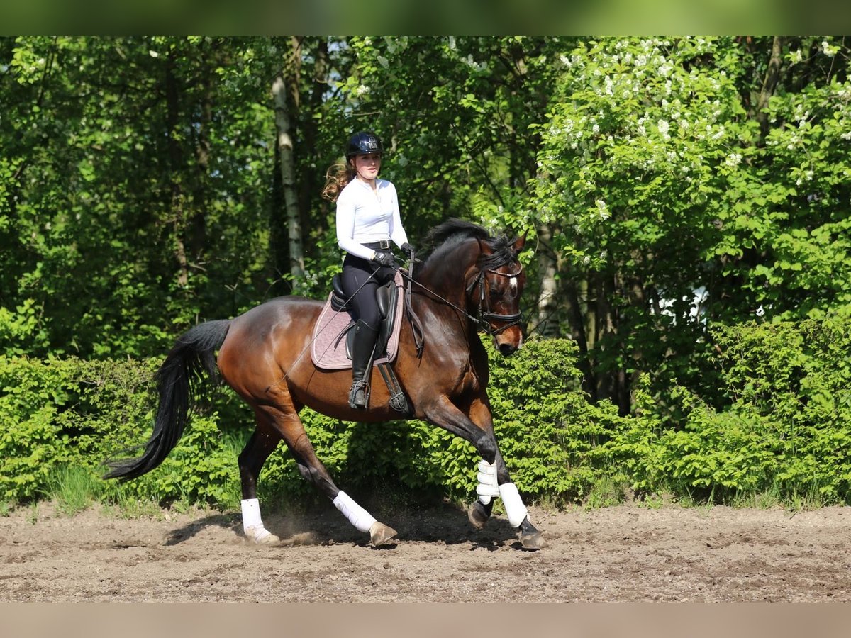 Oldenburger Springpaard Merrie 13 Jaar 164 cm Bruin in Garbsen Oldenburger Springpaard Merrie 13 Jaar 164 cm Bruin in Garbsen