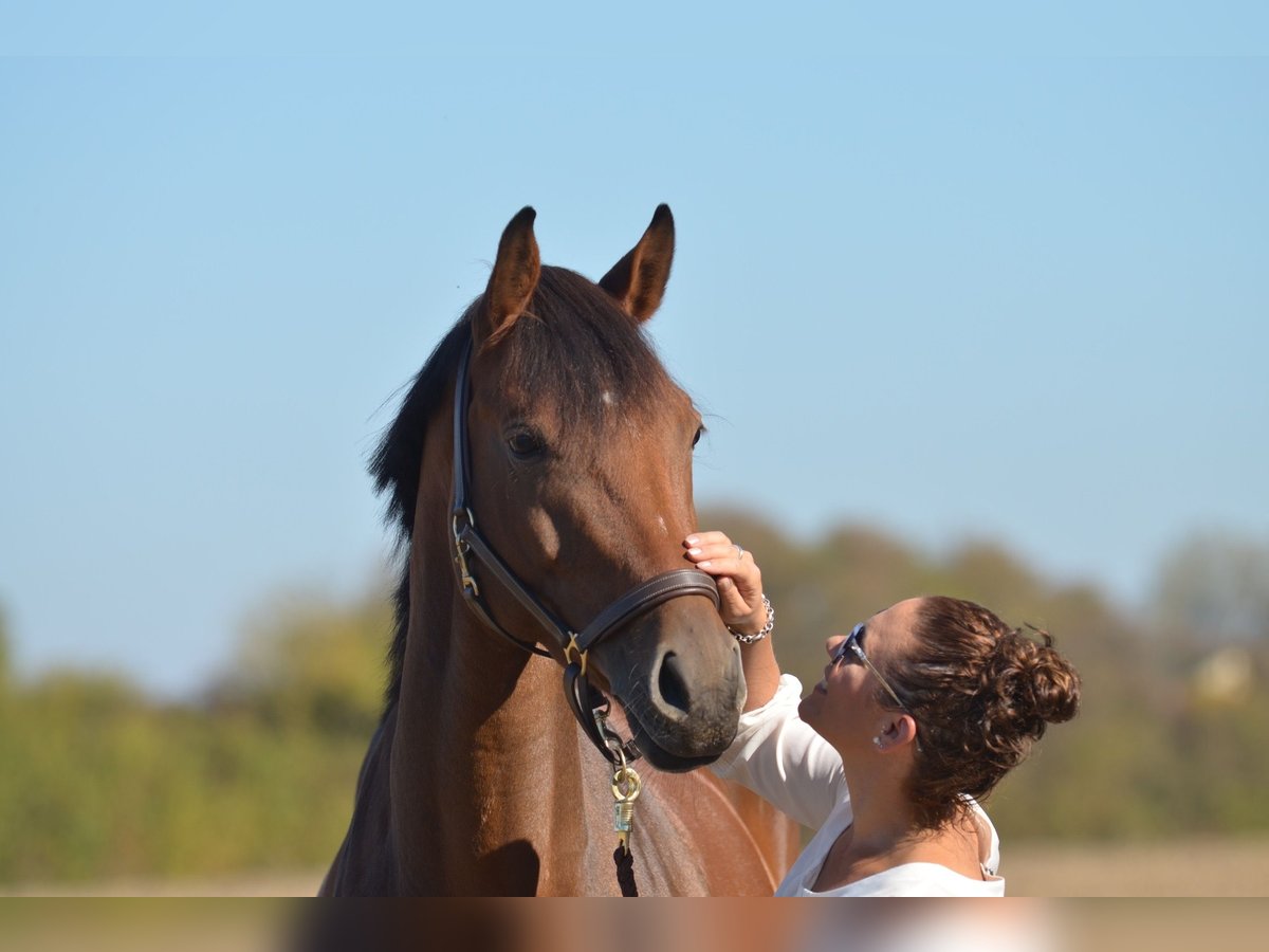 Oldenburger Springpaard Merrie 13 Jaar 168 cm Bruin in Ubstadt-Weiher