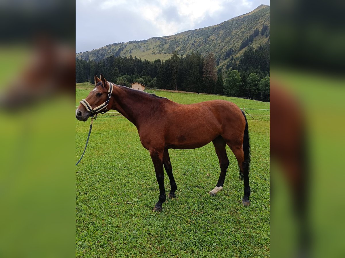 Oldenburger Springpaard Merrie 13 Jaar 168 cm Donkerbruin in Riezlern