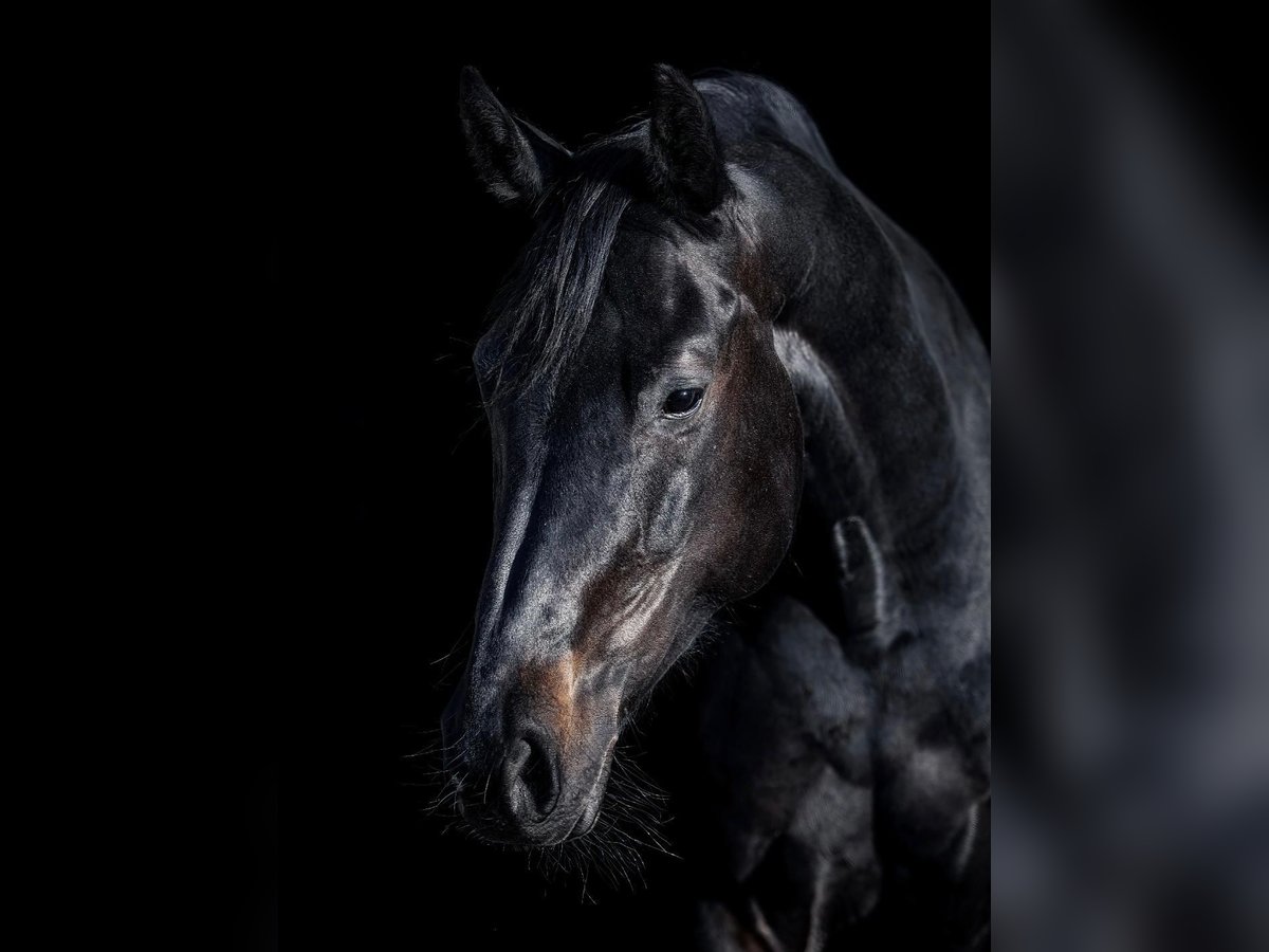 Oldenburger Springpaard Merrie 13 Jaar 170 cm Zwartbruin in G&#xE4;ufelden