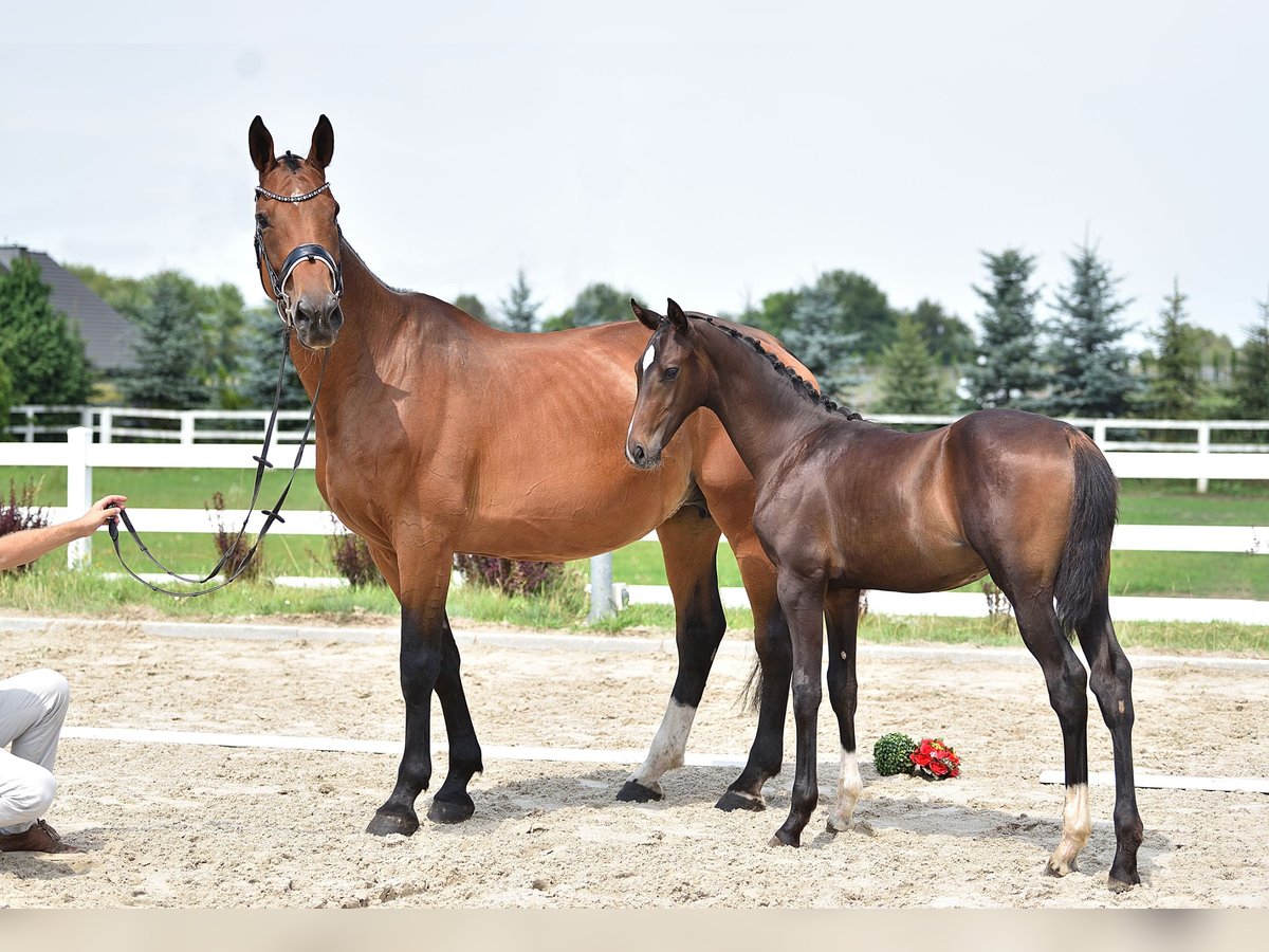 Oldenburger Springpaard Merrie 14 Jaar 170 cm Roodbruin in Radzionków