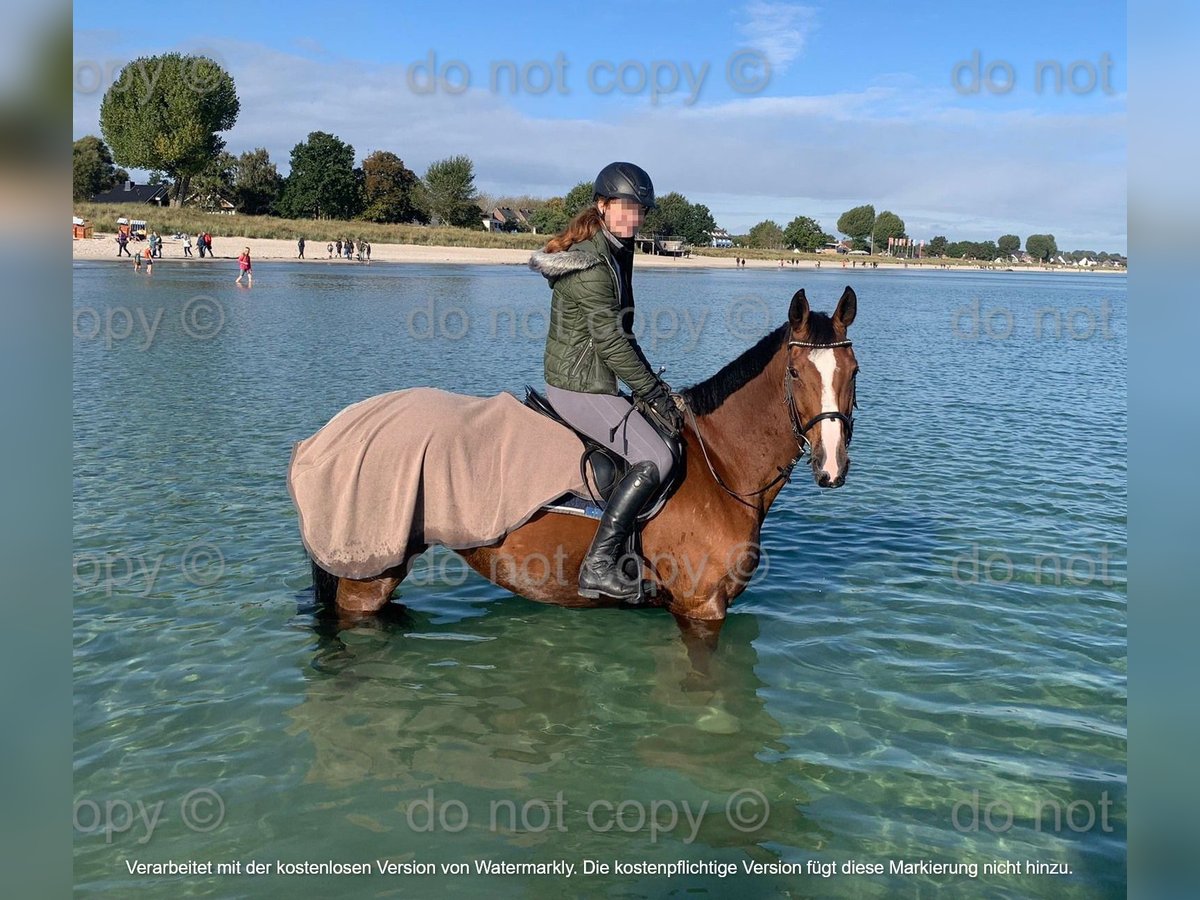 Oldenburger Springpaard Merrie 14 Jaar 171 cm Bruin in T&#xFC;bingen