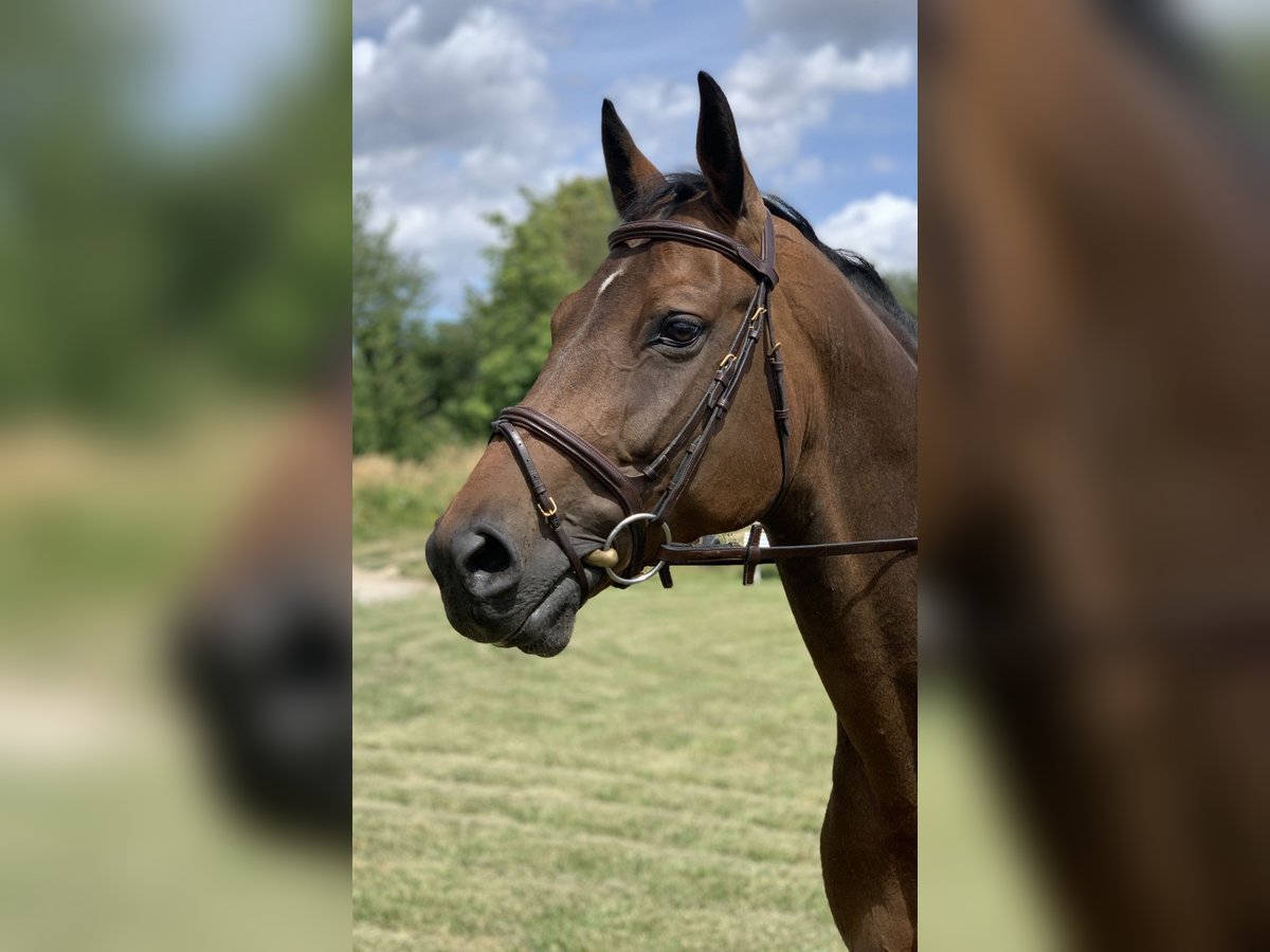 Oldenburger Springpaard Merrie 15 Jaar 163 cm Donkerbruin in Montabaur