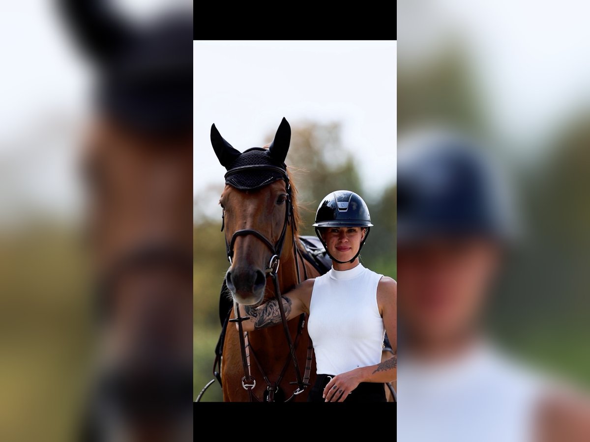 Oldenburger Springpaard Merrie 15 Jaar 167 cm Vos in Altlu&#xDF;heim
