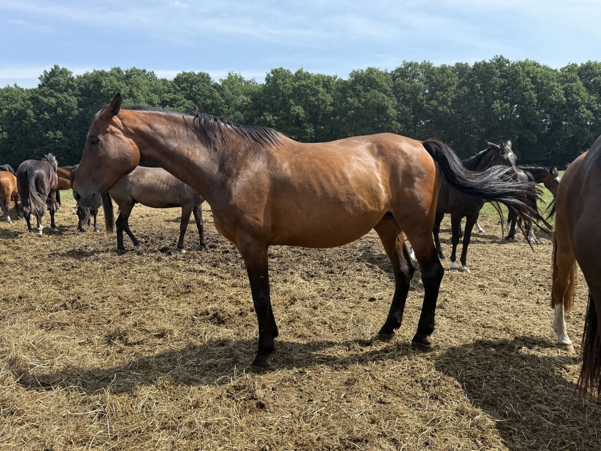Oldenburger Springpaard Merrie 15 Jaar 172 cm Donkerbruin in Herzlake