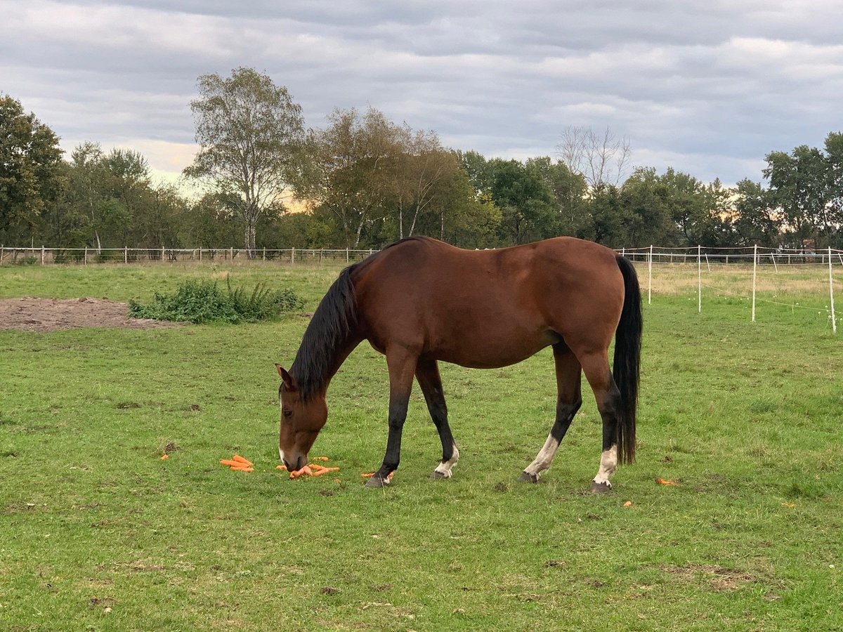 Oldenburger Springpaard Merrie 16 Jaar 165 cm Bruin in Burgwedel