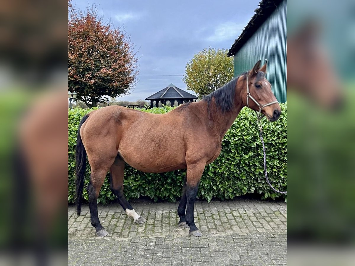 Oldenburger Springpaard Merrie 16 Jaar 169 cm Bruin in Twistringen