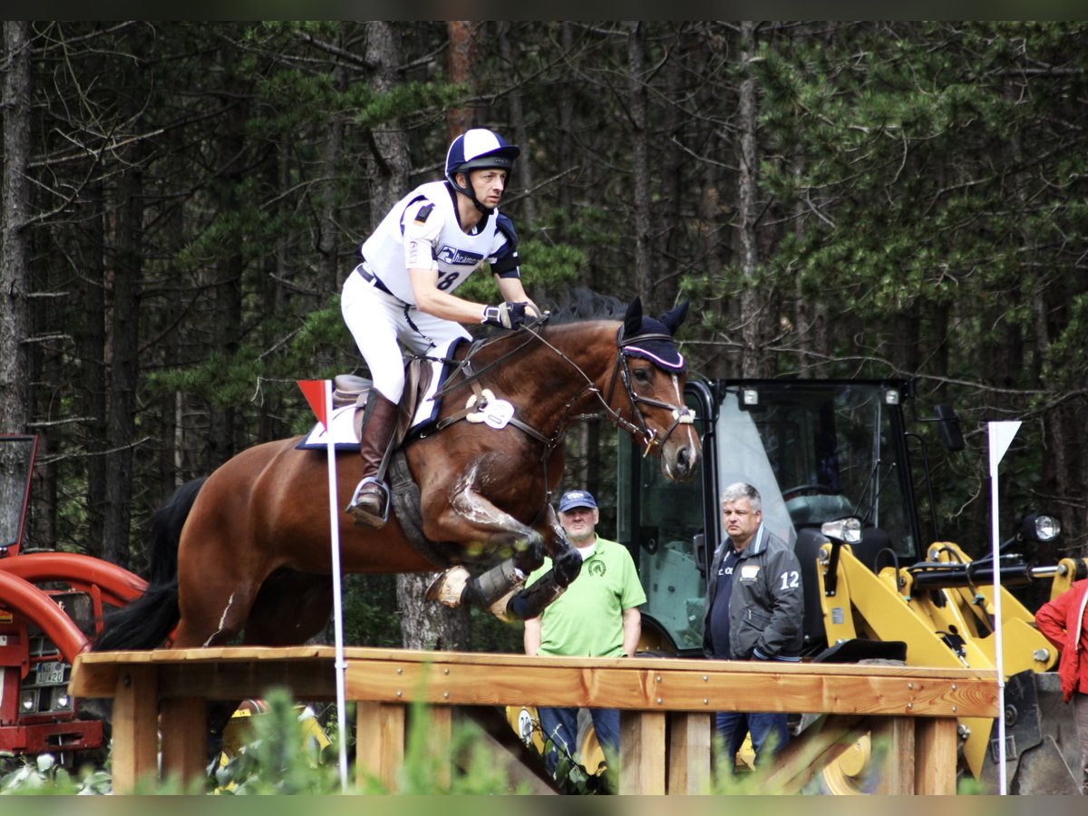 Oldenburger Springpaard Merrie 17 Jaar 165 cm Bruin in Salzhausen