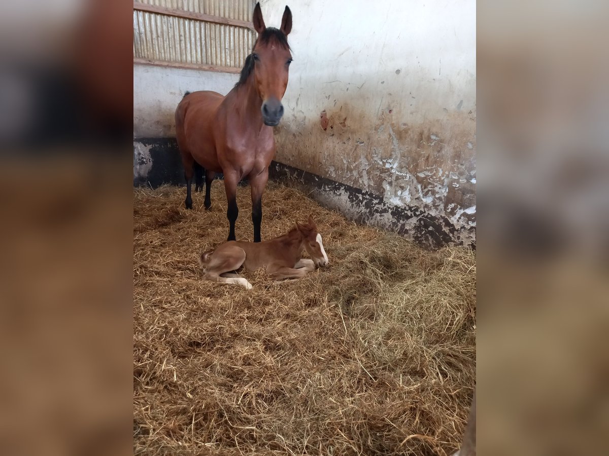 Oldenburger Springpaard Merrie 17 Jaar 169 cm Bruin in Bad Langensalza OT Zimmern