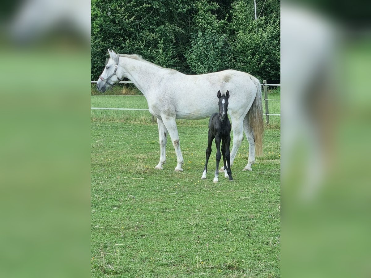 Oldenburger Springpaard Merrie 19 Jaar 165 cm Schimmel in Berg