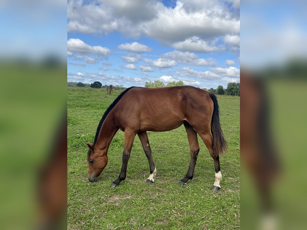 Oldenburger Springpaard Merrie 1 Jaar 169 cm Bruin in Papenhagen