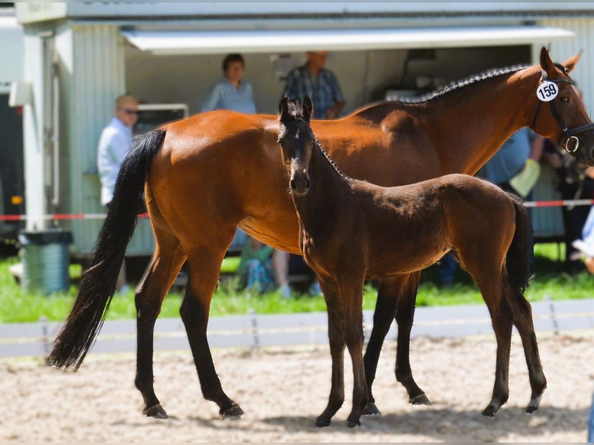 Oldenburger Springpaard Merrie 1 Jaar 170 cm Donkerbruin in Hesel