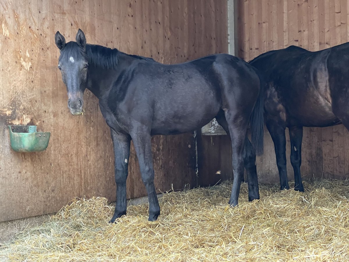 Oldenburger Springpaard Merrie 1 Jaar 170 cm kan schimmel zijn in MünsingenMünsingen