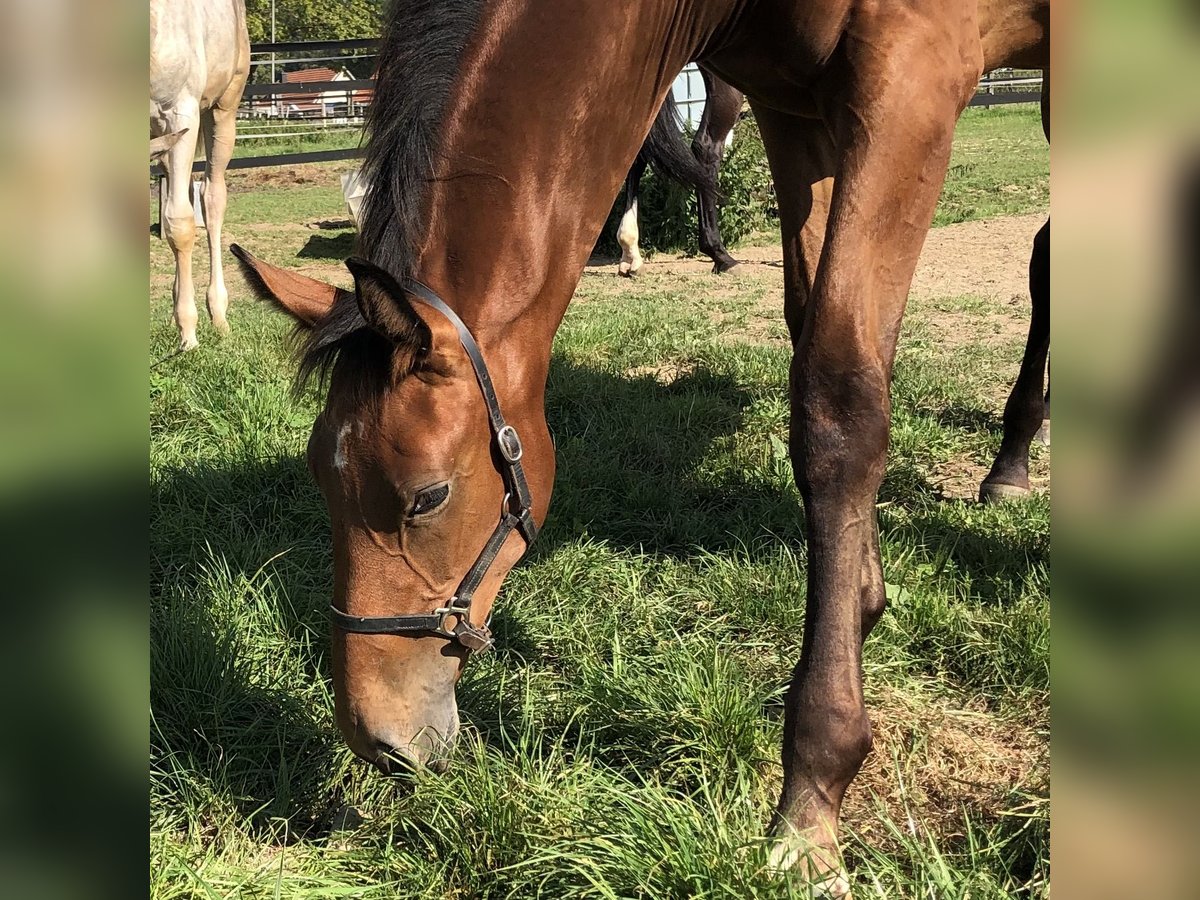 Oldenburger Springpaard Merrie 1 Jaar Bruin in Hiddenhausen