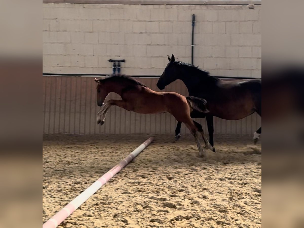 Oldenburger Springpaard Merrie 1 Jaar Bruin in Niddatal