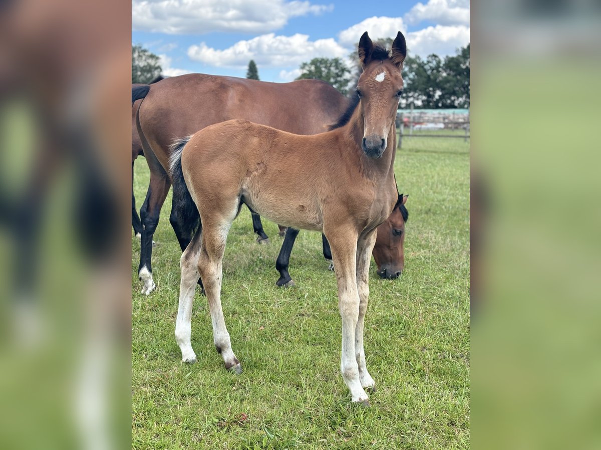 Oldenburger Springpaard Merrie 1 Jaar Bruin in Rietz Neuendorf