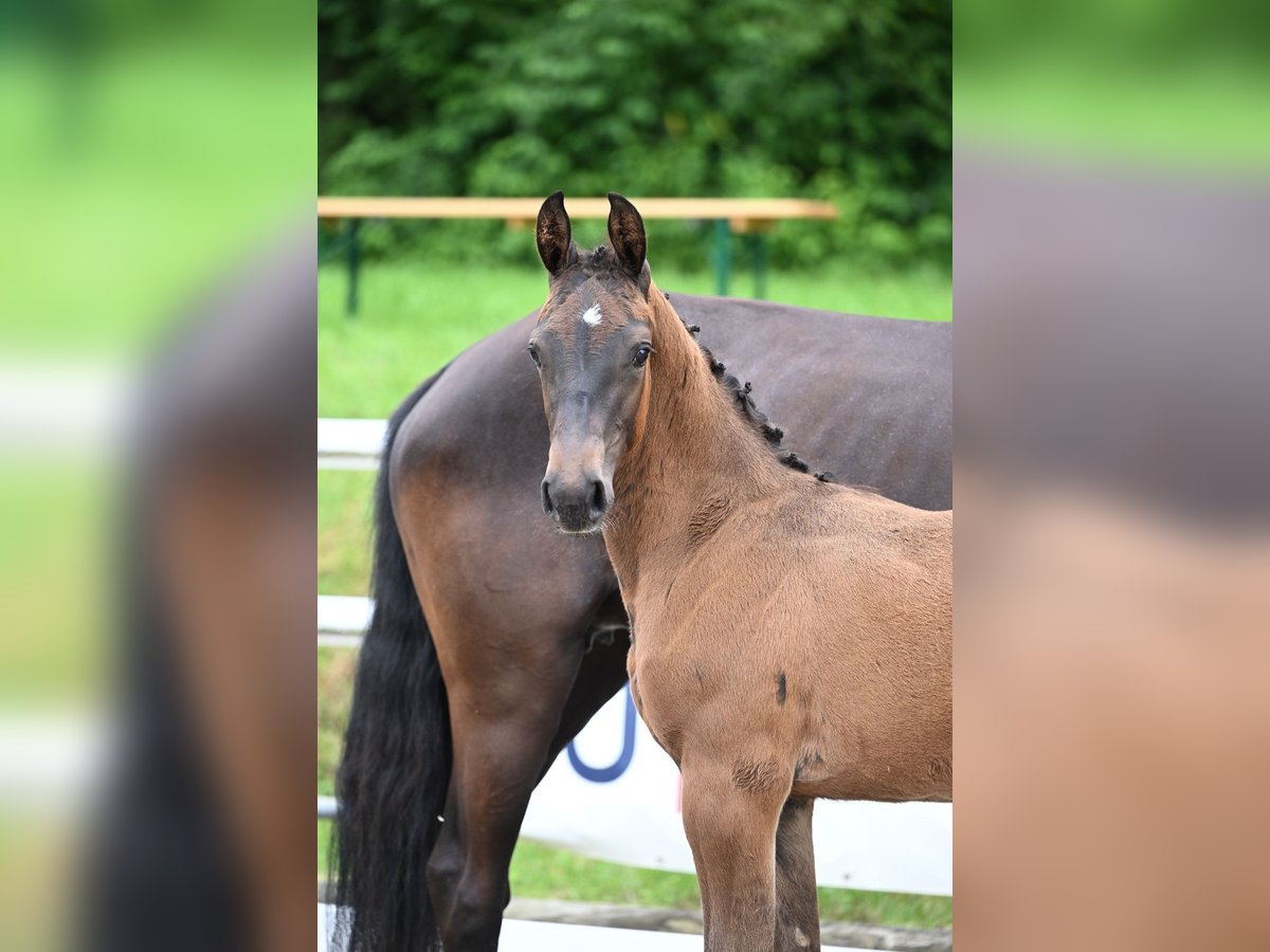 Oldenburger Springpaard Merrie 1 Jaar Donkerbruin in Pfalzgrafenweiler