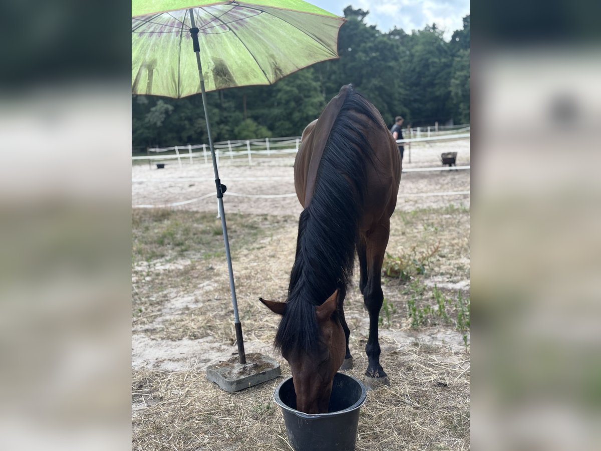Oldenburger Springpaard Merrie 22 Jaar 167 cm Lichtbruin in Wandlitz