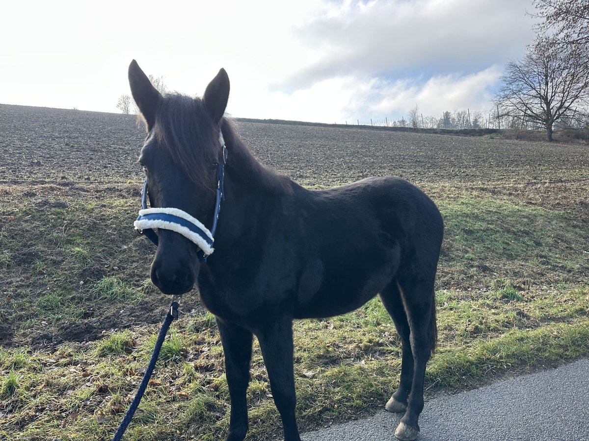 Oldenburger Springpaard Merrie 2 Jaar 155 cm Zwartbruin in Train