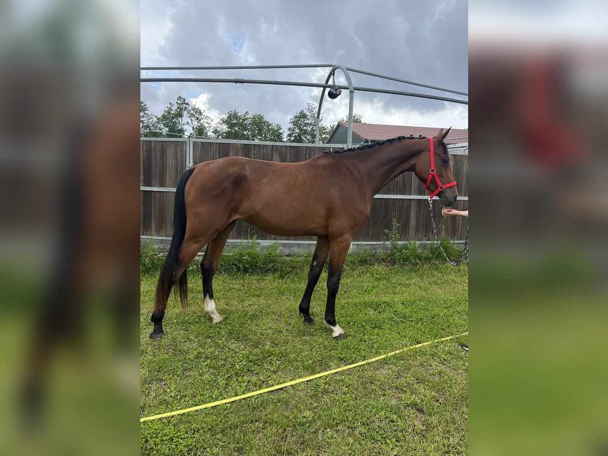 Oldenburger Springpaard Merrie 2 Jaar 169 cm Bruin in Papenhagen